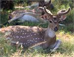 i_gir interpretation zone